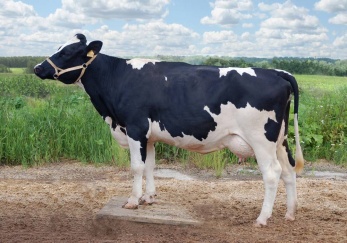 Выведение холмогорской породы коров 